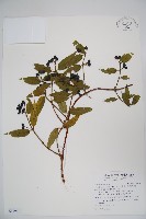 阿里山忍冬、漸尖葉忍冬藏品圖，第1張