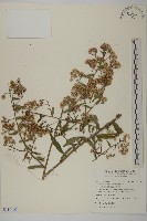 臺灣馬蘭藏品圖，第1張