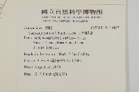 日本假蓬藏品圖，第2張