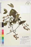 柱果鐵線蓮藏品圖，第1張