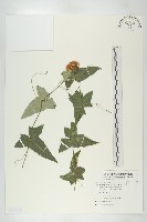 茅瓜藏品圖，第1張