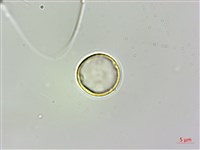 糯米團藏品圖，第1張