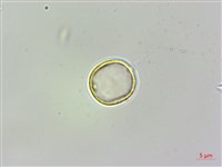 糯米團藏品圖，第3張