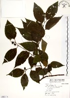 朴樹藏品圖，第1張