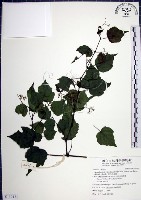 漢氏山葡萄藏品圖，第1張