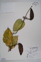 臺灣牛嬭菜藏品圖，第1張