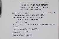 臺灣牛嬭菜藏品圖，第2張