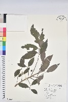 刺杜密藏品圖，第1張