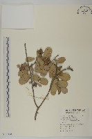 綠紐樹藏品圖，第1張