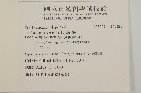 綠紐樹藏品圖，第2張