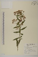 三斗石櫟藏品圖，第1張