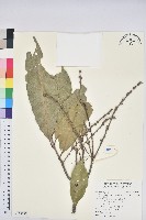 三斗石櫟藏品圖，第3張