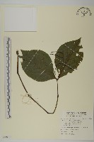 臺灣及己藏品圖，第1張