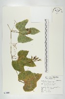 王瓜藏品圖，第1張