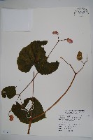 溪頭秋海棠藏品圖，第1張