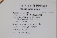 溪頭秋海棠藏品圖，第2張