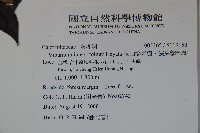 玉山糯米樹、狹葉糯米樹藏品圖，第2張