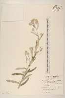 紅面番藏品圖，第1張