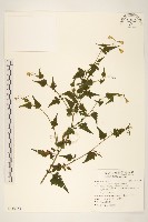 小蔓黃苑藏品圖，第1張