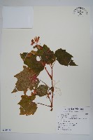 裂葉秋海棠藏品圖，第1張