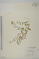 狗筋蔓藏品圖，第1張