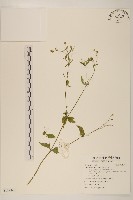 小米菊藏品圖，第1張