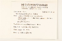 小米菊藏品圖，第2張