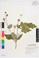 小白頭翁、野棉花藏品圖，第1張