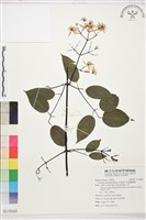 柱果鐵線蓮藏品圖，第1張