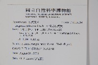 溪頭秋海棠藏品圖，第2張