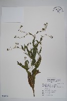 琉璃草藏品圖，第1張