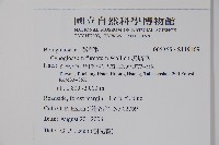 琉璃草藏品圖，第2張