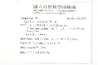 貓兒菊藏品圖，第2張