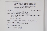 食用土當歸藏品圖，第2張