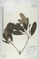 奧氏虎皮楠藏品圖，第1張