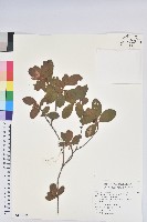 金毛杜鵑藏品圖，第1張