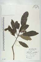 奧氏虎皮楠藏品圖，第1張