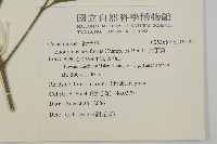 大丁黃藏品圖，第2張