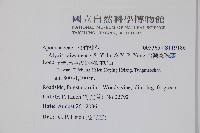 台灣念珠藤藏品圖，第2張