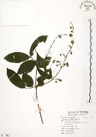 心基葉溲疏藏品圖，第1張