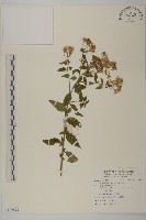 絨山白蘭藏品圖，第1張