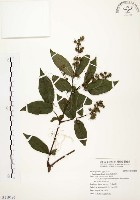 心基葉溲疏藏品圖，第1張