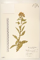 翼莖闊苞菊藏品圖，第1張