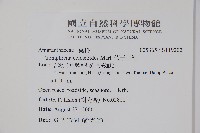 短穗假千日紅藏品圖，第2張