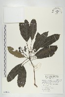 奧氏虎皮楠藏品圖，第1張