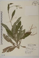 裡白艾納香藏品圖，第1張