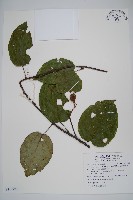 闊葉獼猴桃藏品圖，第1張