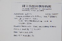 闊葉獼猴桃藏品圖，第2張