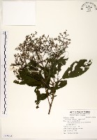 水金京藏品圖，第1張