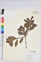 金毛杜鵑藏品圖，第1張